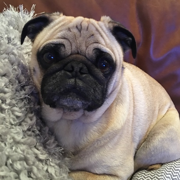 Meet your Posher, Amanda - Picture 1 of 1